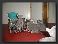 07 - Russisch Blauw Kittens Nicolaya's Cattery.JPG